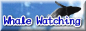 Whale Watching [English]